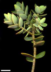 Veronica amplexicaulis. Sprig. Scale = 10 mm.
 Image: M.J. Bayly & A.V. Kellow © Te Papa CC-BY-NC 3.0 NZ